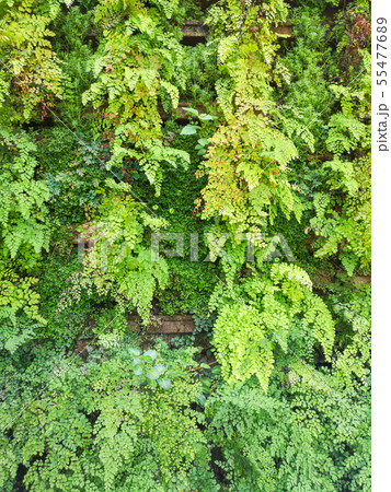 green fresh of Delta maidenhair fern in the garden green fresh of Delta maidenhair fern in the garden 55477689