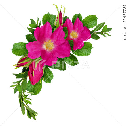 Wild rose flowers and green twigs arrangement Wild rose flowers and green twigs arrangement 55477787
