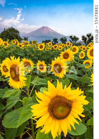 ひまわりと富士山 花の都公園の写真素材 [55478881] - PIXTA