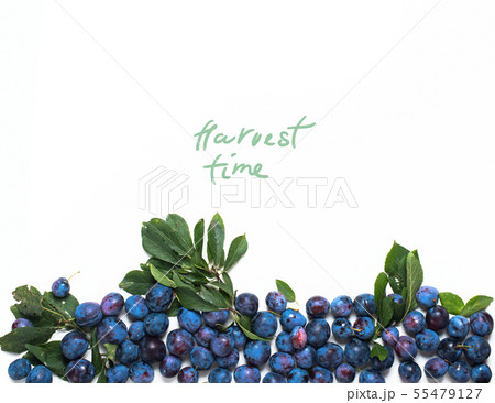 Blue damascenes lying shape heart isolated white Blue damascenes lying shape heart isolated white 55479127