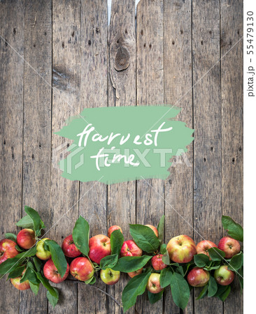 Text harvest time. Fresh apple green leaves Text harvest time. Fresh apple green leaves 55479130