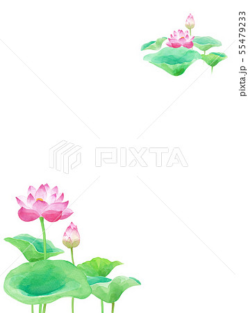 蓮の花の装飾白背景 水彩イラストのイラスト素材