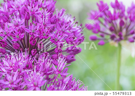 Ornamental onions on the green background Ornamental onions on the green background 55479313