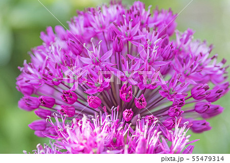 The full bloom of flowering ornamental onion 55479314