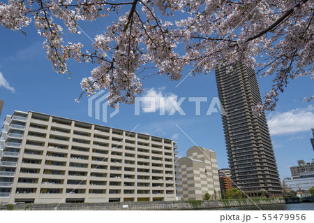 中之島 大川 遊歩道 55479956