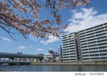 中之島 大川 遊歩道 中之島 大川 遊歩道 55479957