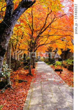 山本不動尊 （秋） 55480027