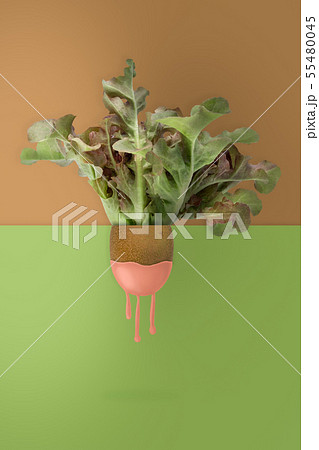 contemporary art of kiwi and lettuce on green contemporary art of kiwi and lettuce on green 55480045