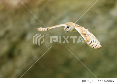 Barn Owl, Tyto alba, flight above the grass Barn Owl, Tyto alba, flight above the grass 55480083