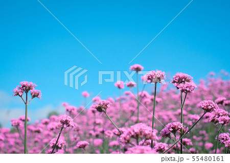 Pink flowers garden field and blue sky. 55480161