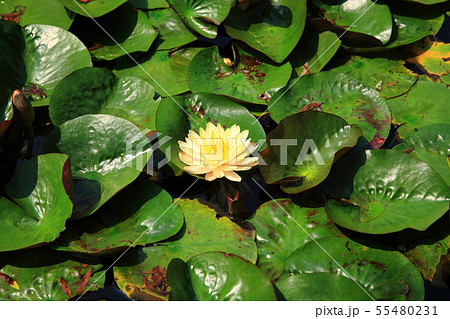 池の花 池の花 55480231