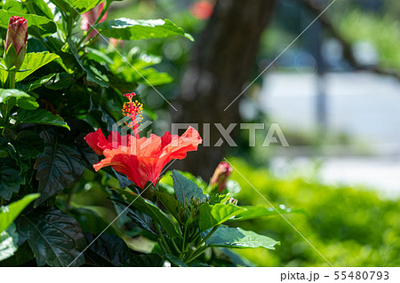 ハイビスカス 夏イメージ 花 赤い花 南国の写真素材