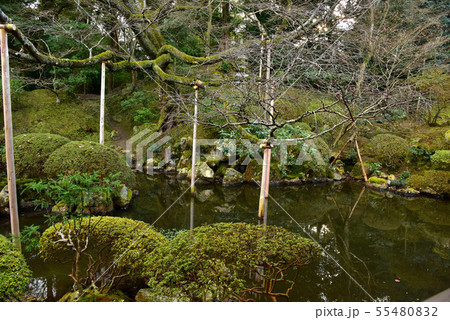 冬の円満院庭園 冬の円満院庭園 55480832