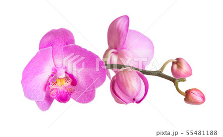 Orchid isolated on white Orchid isolated on white 55481188
