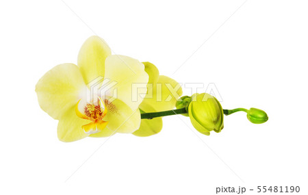 Yellow  Blossoming Orchid 55481190