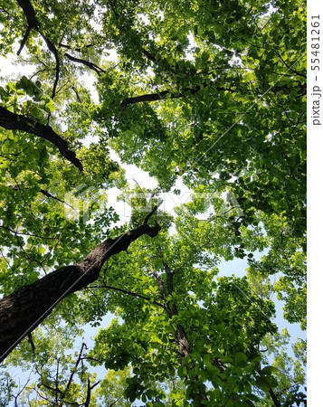 日差し クヌギ 山 55481261