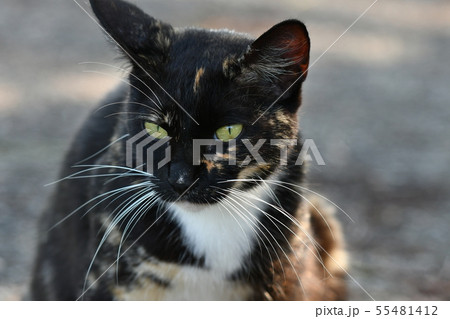 猫・野良猫・錆柄・クロちゃん・子猫を探す・真夏の朝・行方不明 55481412