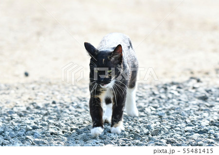 猫・野良猫・錆柄・クロちゃん・子猫を探す・真夏の朝・行方不明 猫・野良猫・錆柄・クロちゃん・子猫を探す・真夏の朝・行方不明 55481415