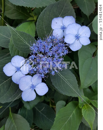算数局 ピザ植物 夏の花 55481464