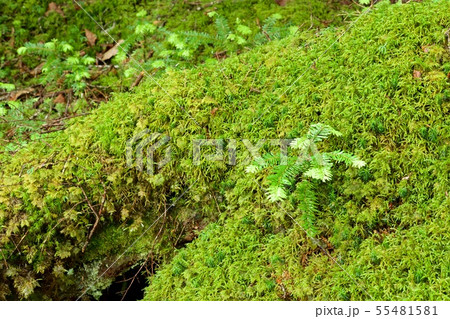 美しく魅惑的な苔の森 美しく魅惑的な苔の森 55481581
