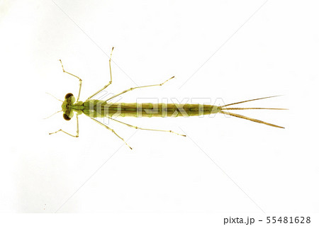 イトトンボのヤゴ 55481628