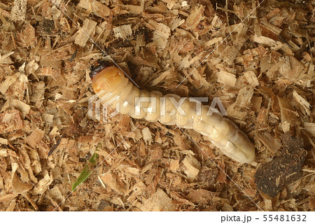 カミキリムシの幼虫 カミキリムシの幼虫 55481632