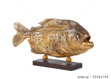 isolated embalmed piranha in white background 55481744