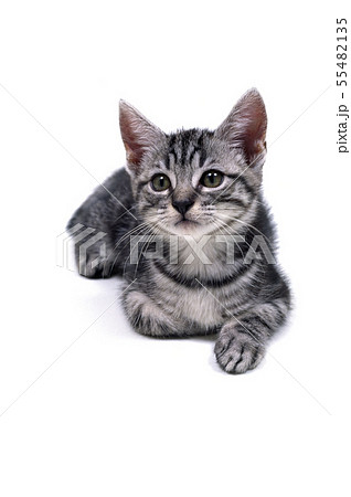 見つめる子猫 55482135