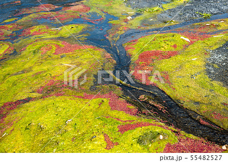 colorful red azolla colorful red azolla 55482527