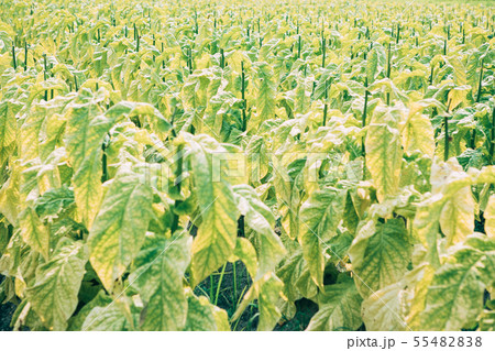 タバコの葉 55482838
