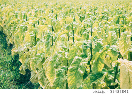 タバコの葉 55482841