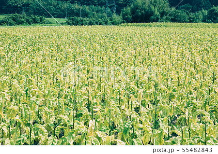 タバコの葉 タバコの葉 55482843