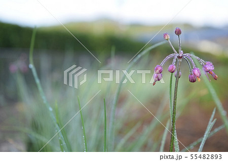 らっきょうの花 55482893
