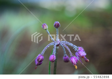 らっきょうの花の写真素材 5548