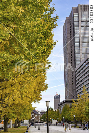 【紅葉　いちょう  東京駅】 55483388
