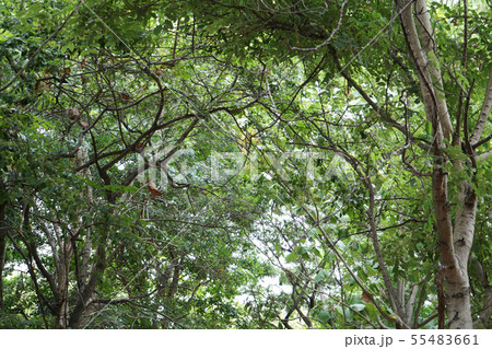 The branches are green leaves.use for leaf 55483661