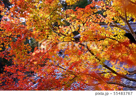 京都正法寺の秋 55483767