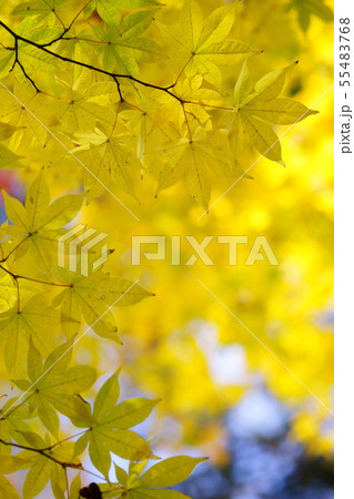 黄金色の秋１ 55483768