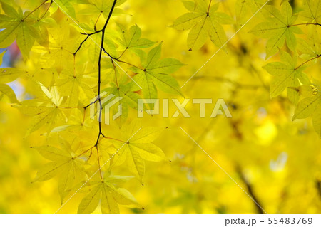 黄金色の秋2 黄金色の秋2 55483769