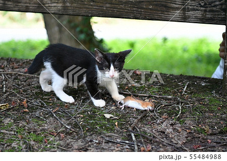 猫 野良猫 錆柄 さびちゃん モモちゃん ネズミ 野ネズミ ネズミ捕り 夕暮れ 高感度撮影の写真素材 55484988 Pixta