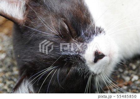 ブサカワネコちゃん 55485850