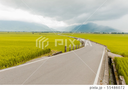 たんぼ 田んぼ 田圃 55486072