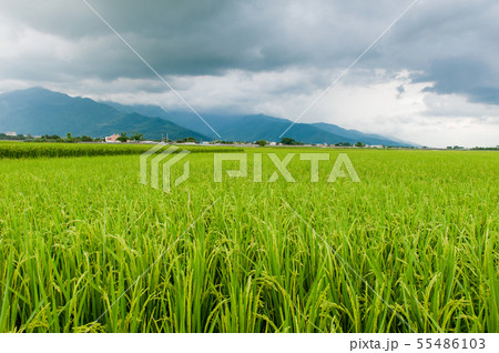 たんぼ 田んぼ 田圃 55486103