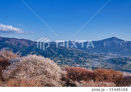 桜と秩父連山 55486168