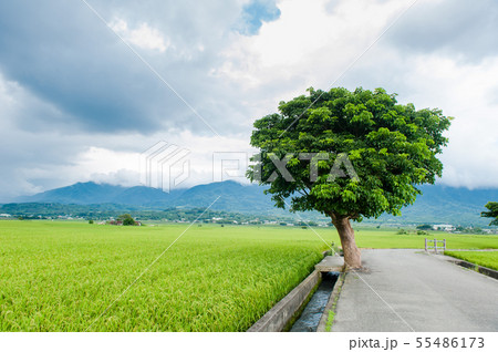 たんぼ 田んぼ 田圃 55486173