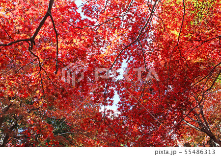 大山寺の紅葉 55486313