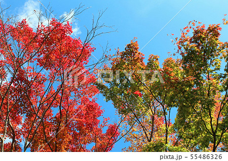 大山阿夫利神社の紅葉 大山阿夫利神社の紅葉 55486326
