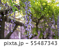 藤 55487343
