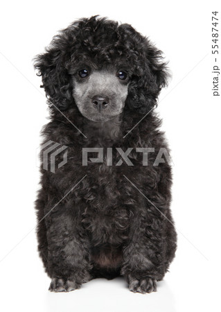 Toy Poodle Puppy Sits On White Backgroundの写真素材