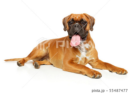 German boxer dog lying German boxer dog lying 55487477